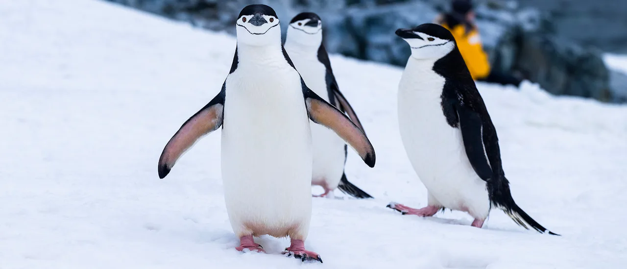 Penguins