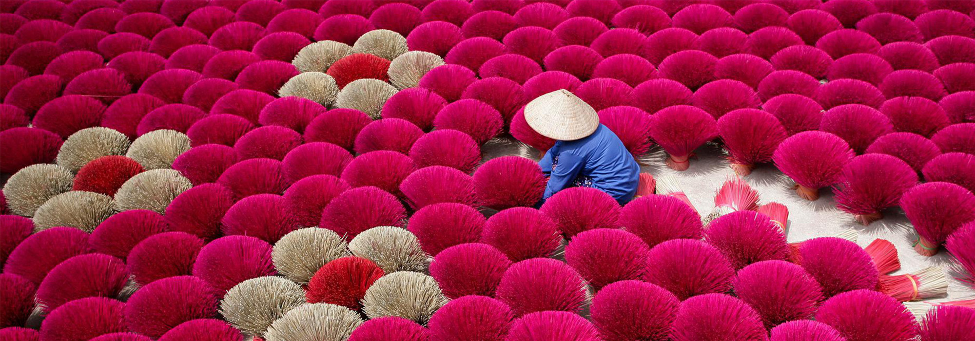 Incense Field in Vietnam
