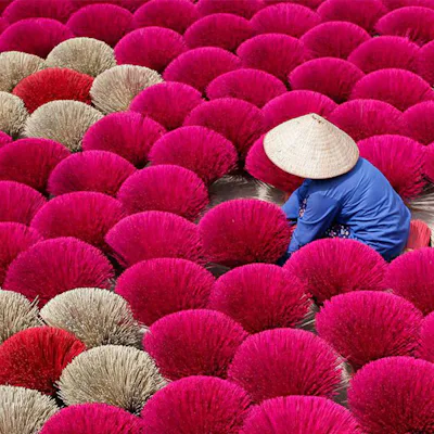Incense Field in Vietnam