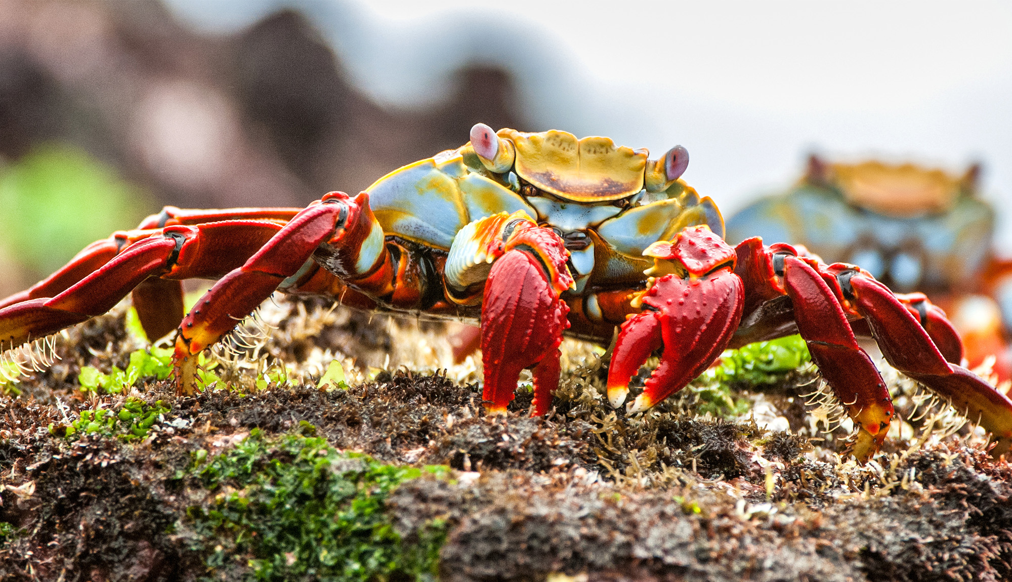 Sally Lightfoot Crab