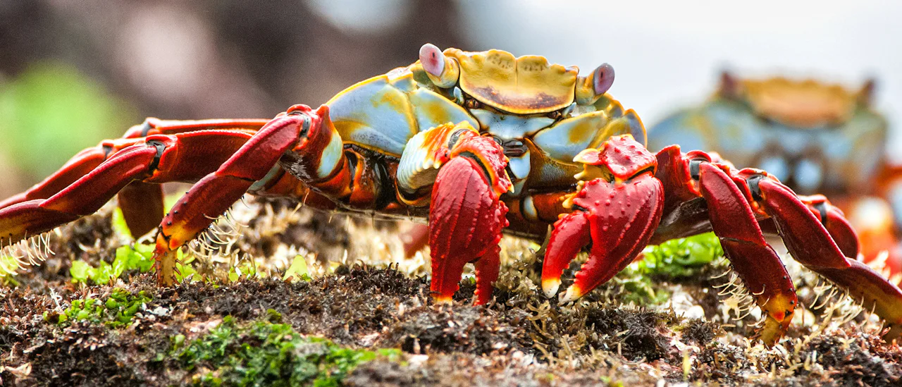 Sally Lightfoot Crab