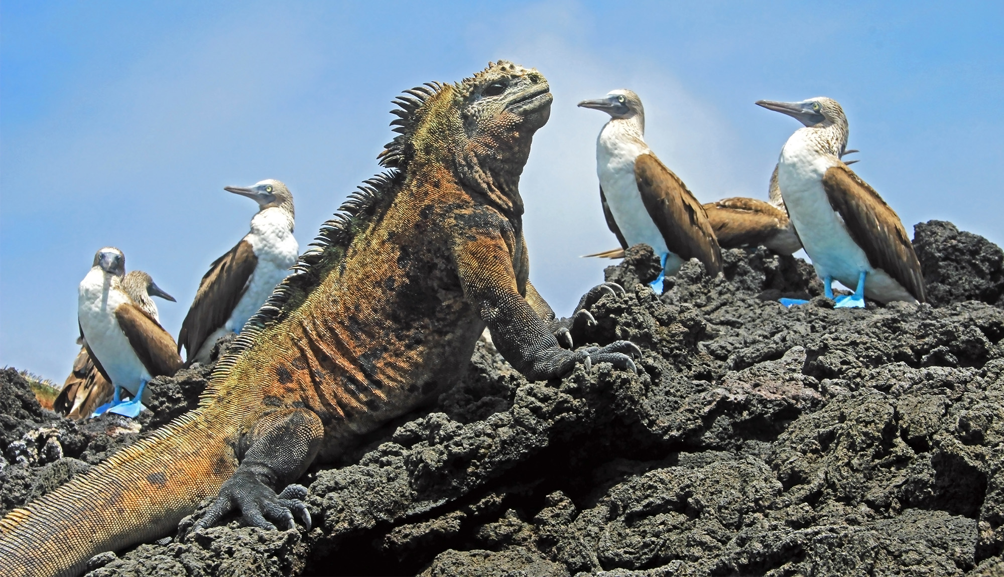 Iguana with Blue-Footed Boobies