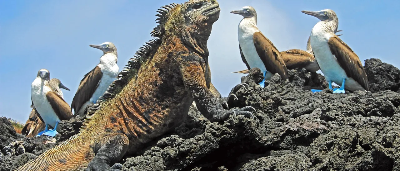 Iguana with Blue-Footed Boobies