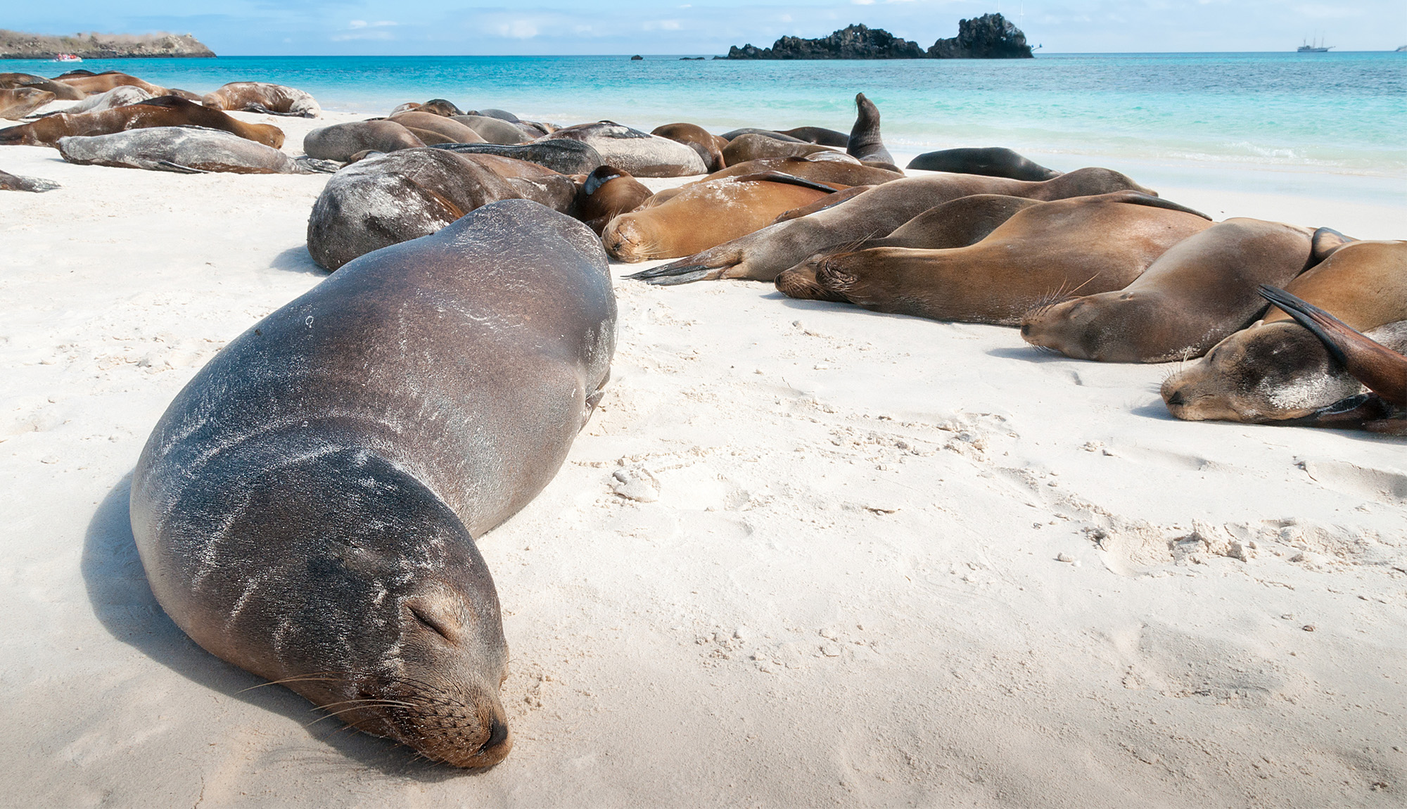 Sleeping Sea Lions