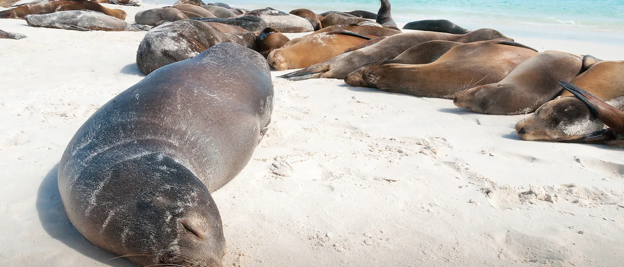 Sleeping Sea Lions