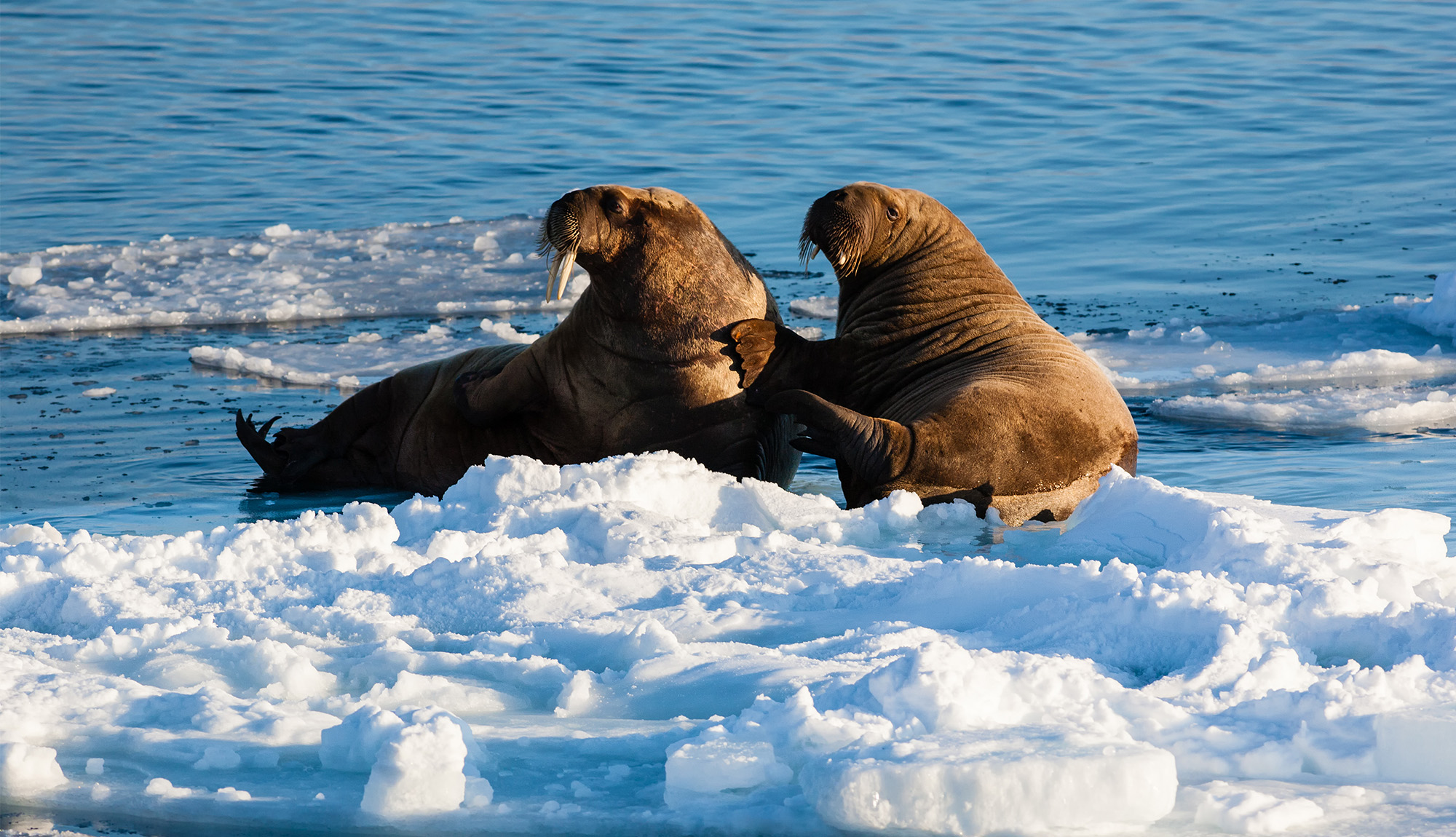 Arctic Walrus