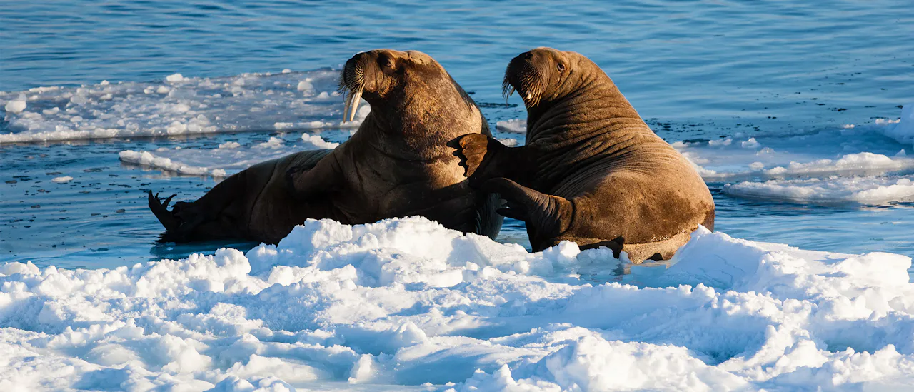 Arctic Walrus