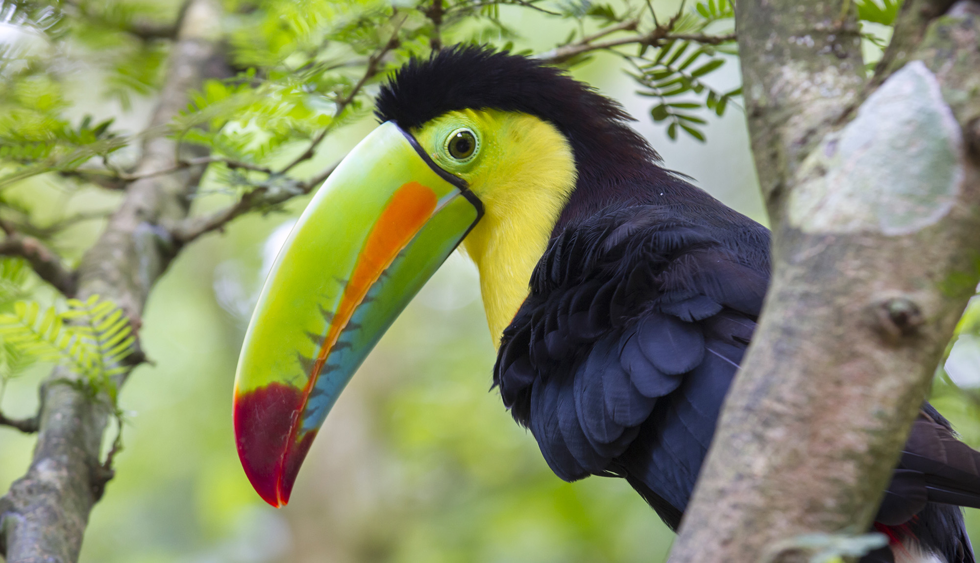 Costa Rica Toucan