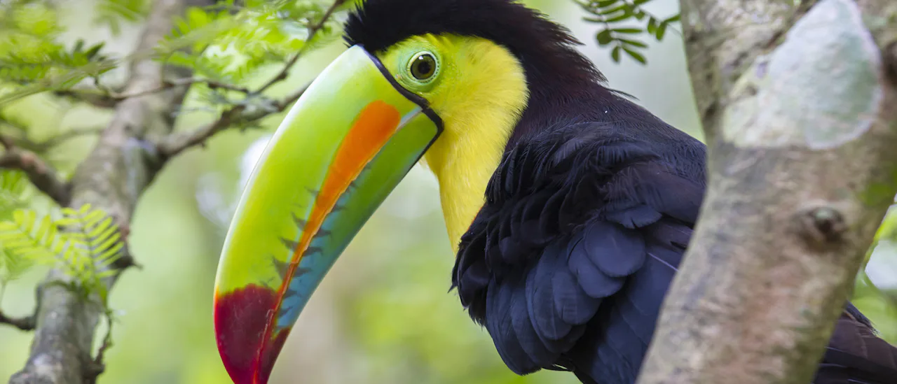 Costa Rica Toucan