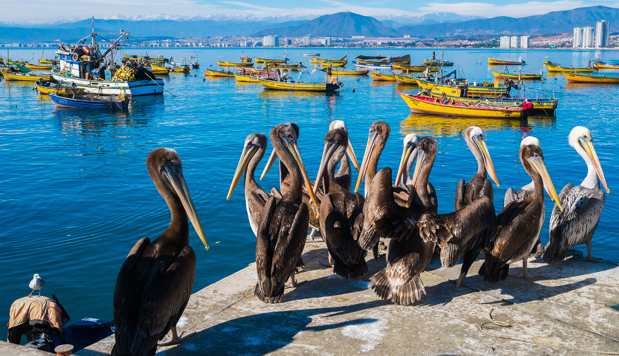 birds Coquimbo Harbour, Chile