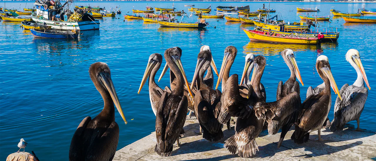 birds Coquimbo Harbour, Chile