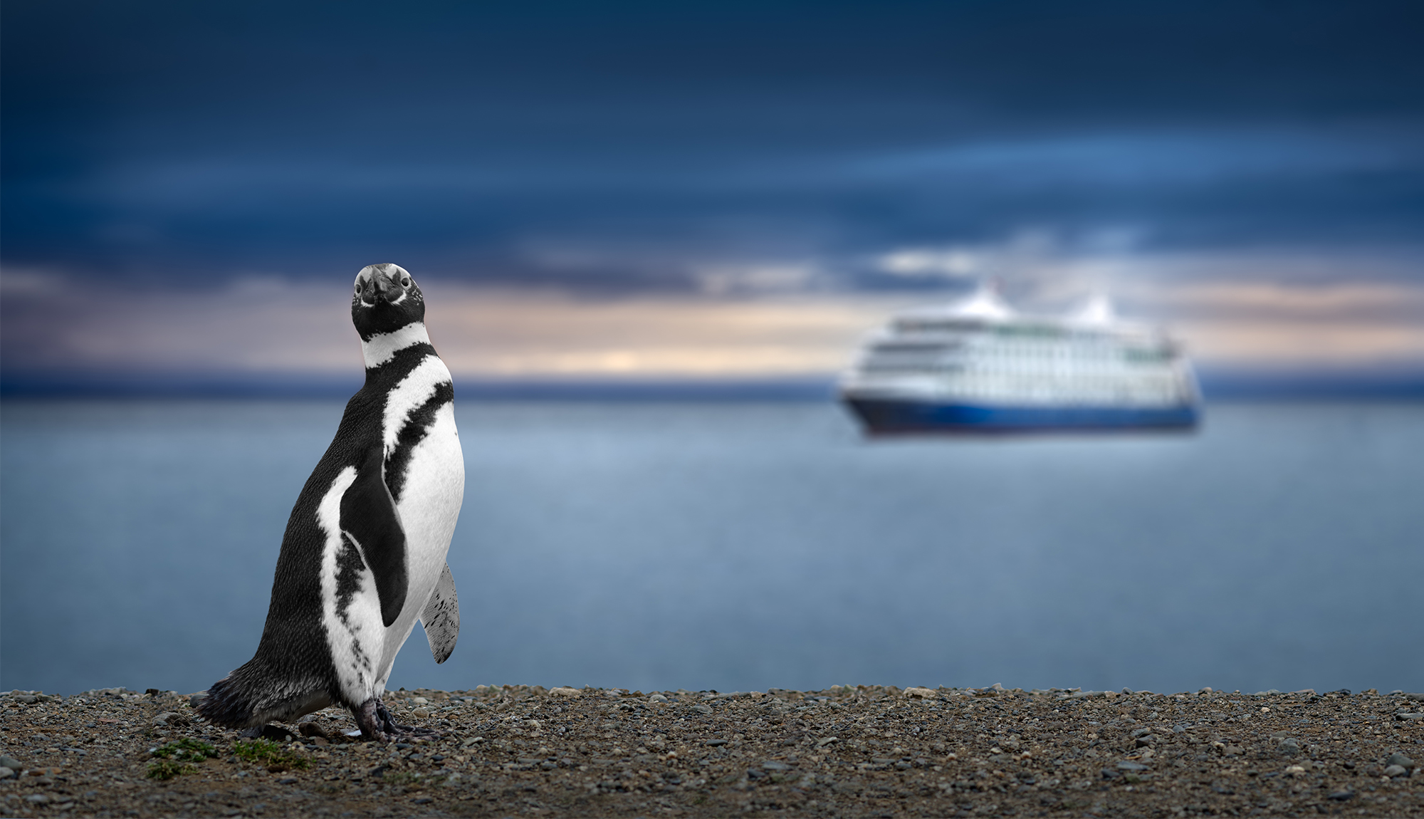penguin, Patagonia