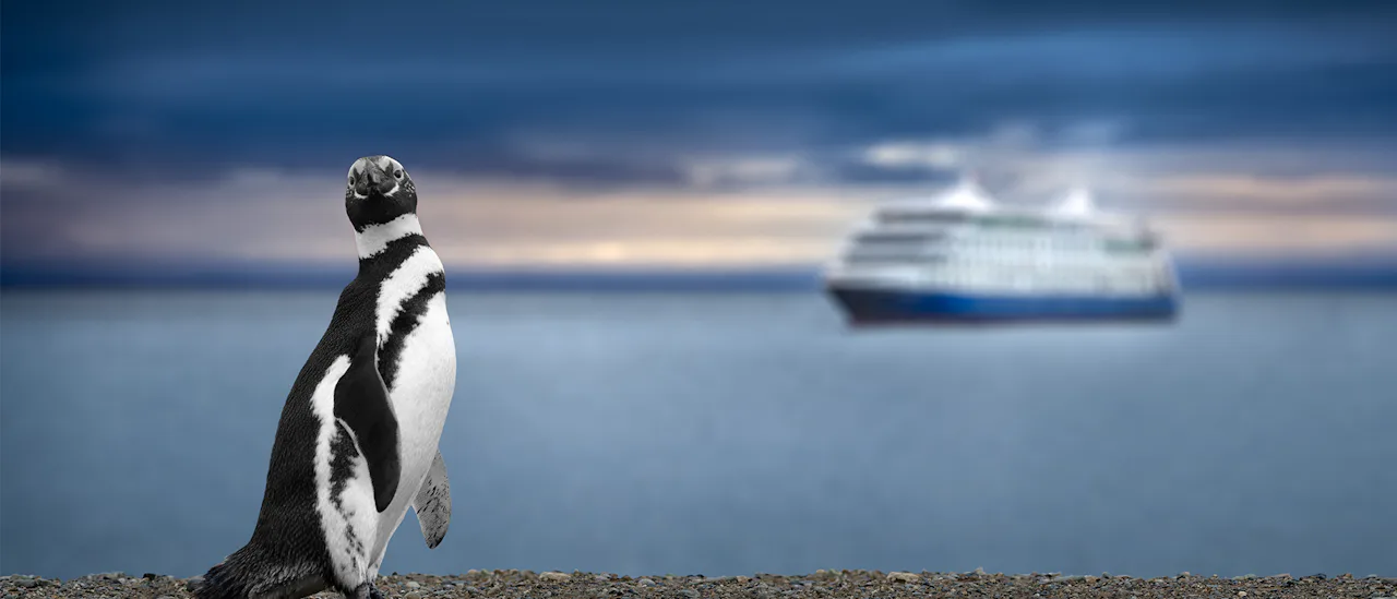penguin, Patagonia