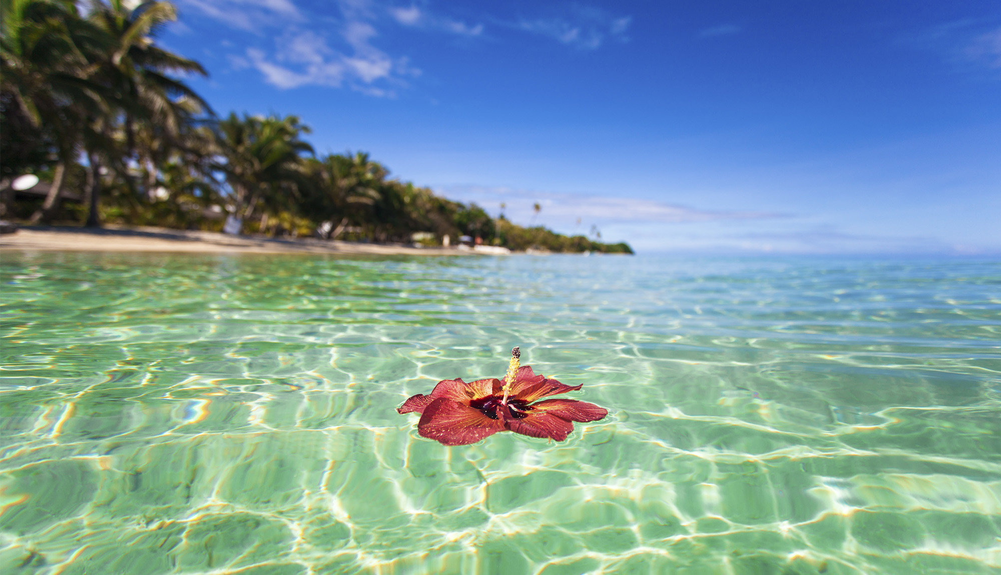 Flower in Water, Fiji
