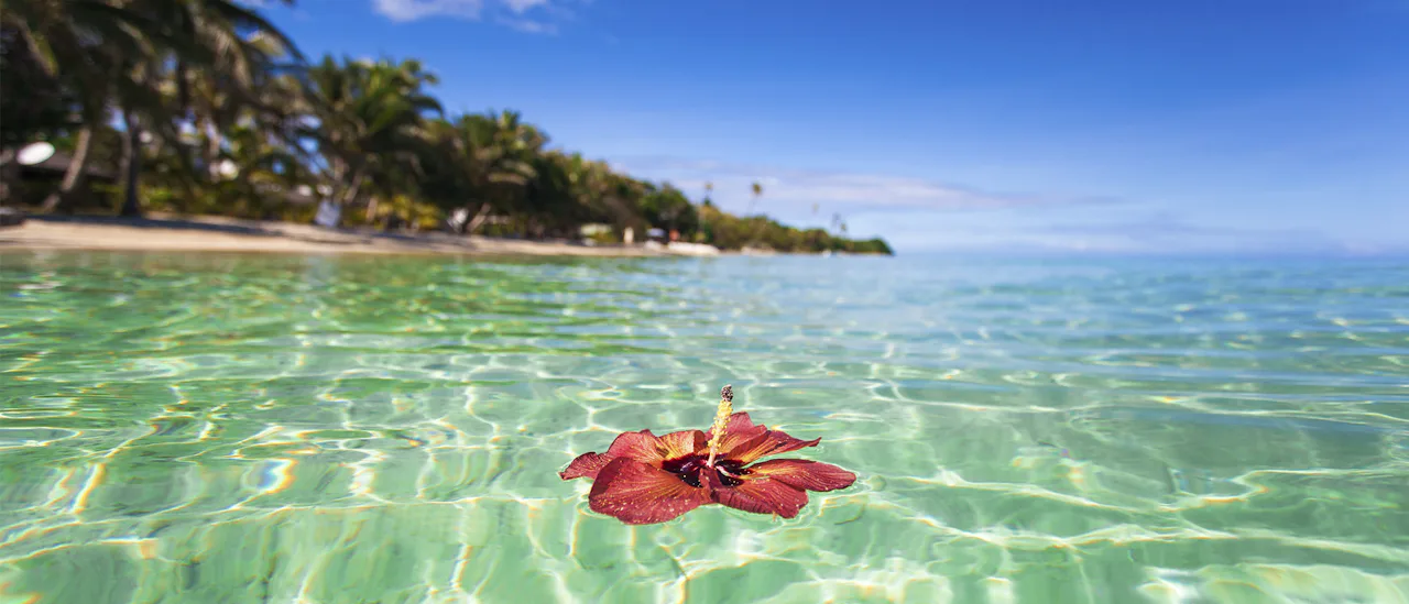 Flower in Water, Fiji